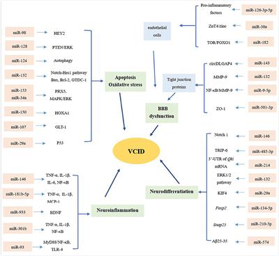 MicroRNA-Based Diagnosis and Therapeutics for Vascular Cognitive Impairment and Dementia